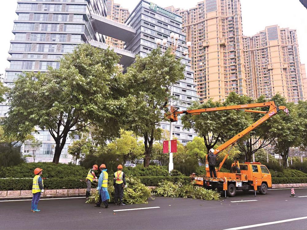 行道树遮灯 泉州千株树木“理发”(图1)